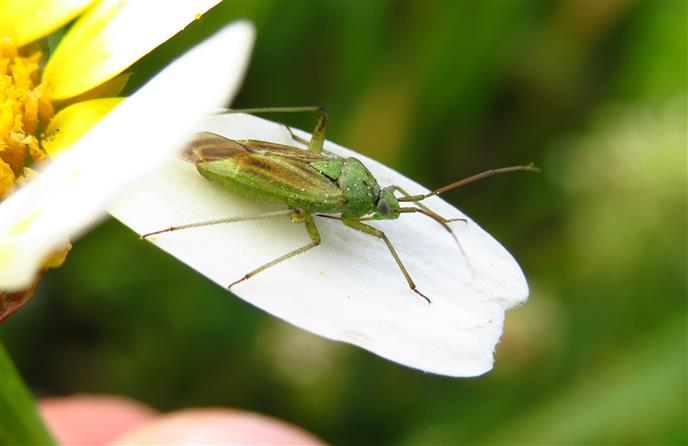 Miridae: Closterotomus norwegicus  del Portogallo